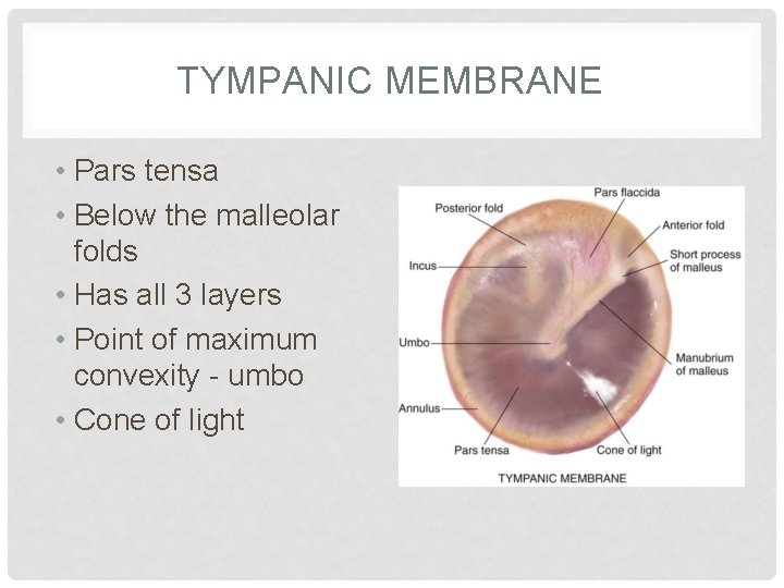 TYMPANIC MEMBRANE • Pars tensa • Below the malleolar folds • Has all 3