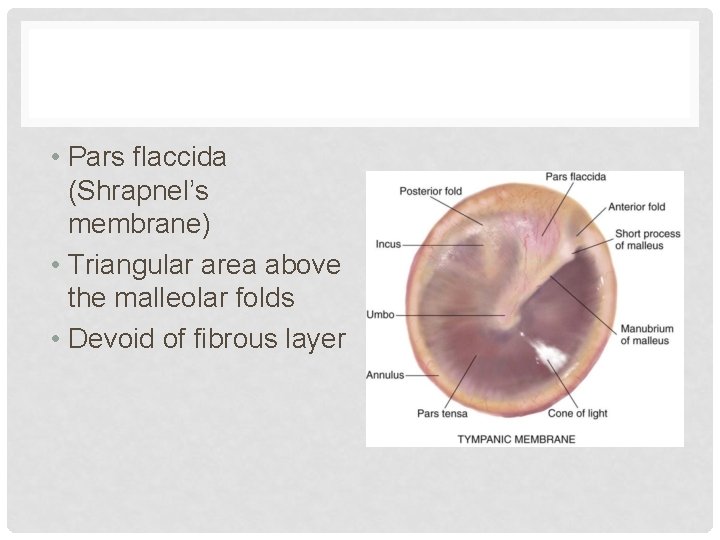  • Pars flaccida (Shrapnel’s membrane) • Triangular area above the malleolar folds •