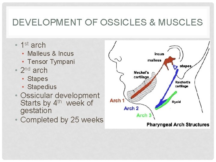 DEVELOPMENT OF OSSICLES & MUSCLES • 1 st arch • Malleus & Incus •