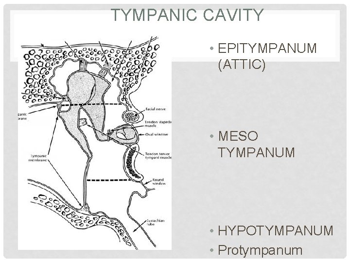 TYMPANIC CAVITY • EPITYMPANUM (ATTIC) • MESO TYMPANUM • HYPOTYMPANUM • Protympanum 