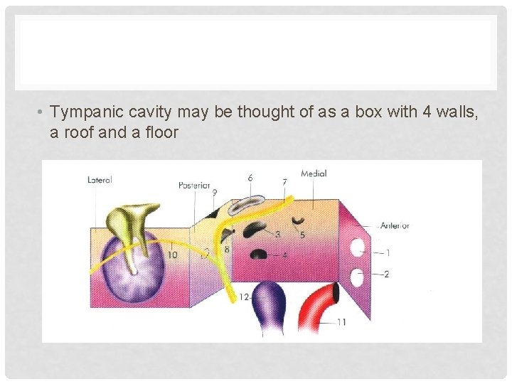  • Tympanic cavity may be thought of as a box with 4 walls,