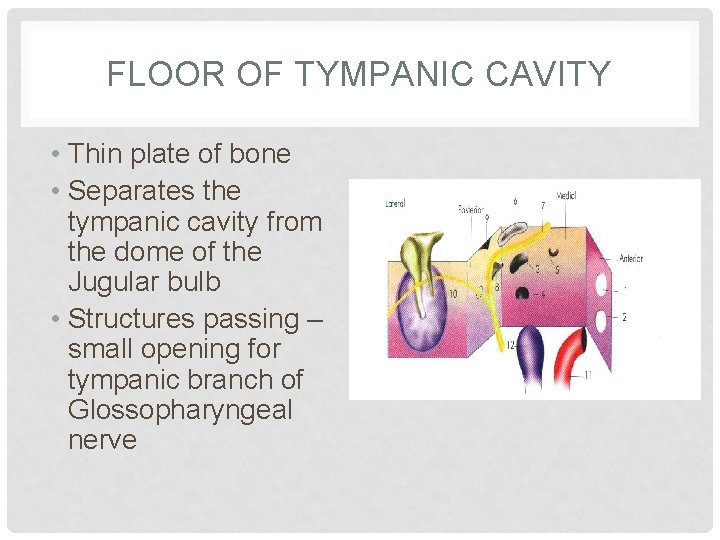 FLOOR OF TYMPANIC CAVITY • Thin plate of bone • Separates the tympanic cavity