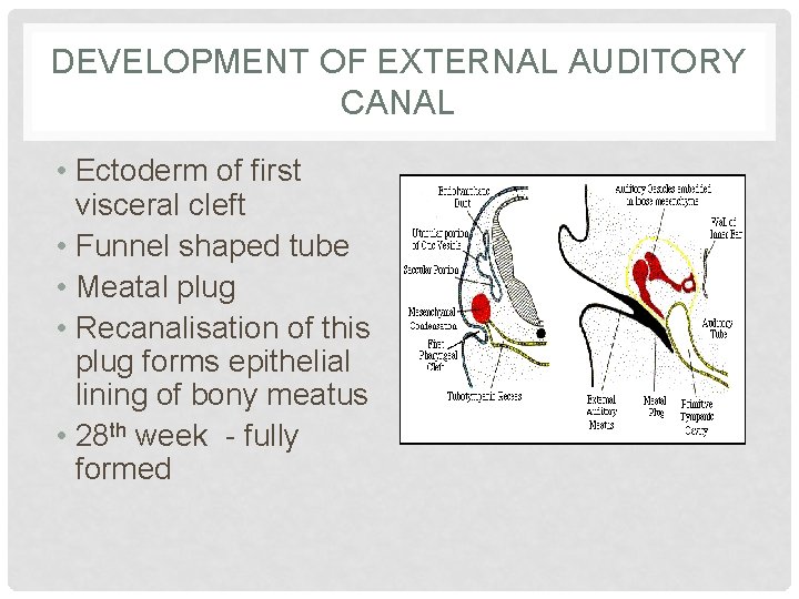 DEVELOPMENT OF EXTERNAL AUDITORY CANAL • Ectoderm of first visceral cleft • Funnel shaped