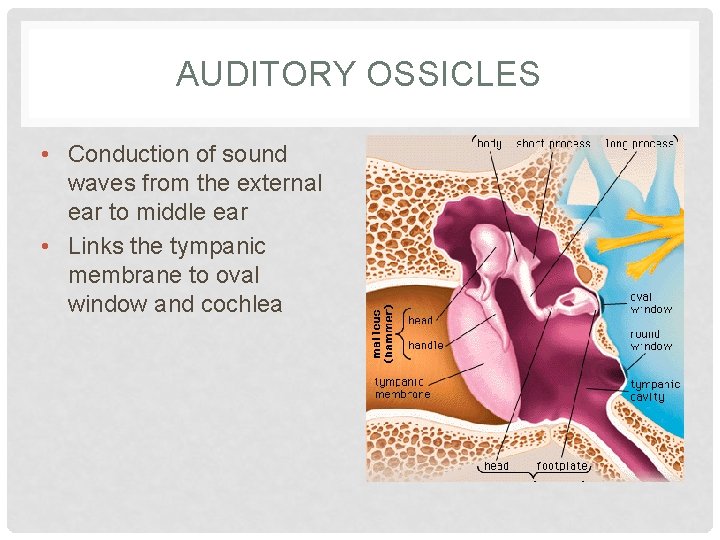 AUDITORY OSSICLES • Conduction of sound waves from the external ear to middle ear