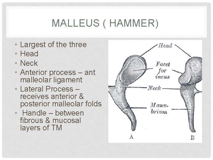 MALLEUS ( HAMMER) • • Largest of the three Head Neck Anterior process –
