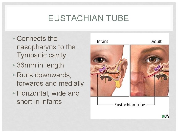 EUSTACHIAN TUBE • Connects the nasopharynx to the Tympanic cavity • 36 mm in