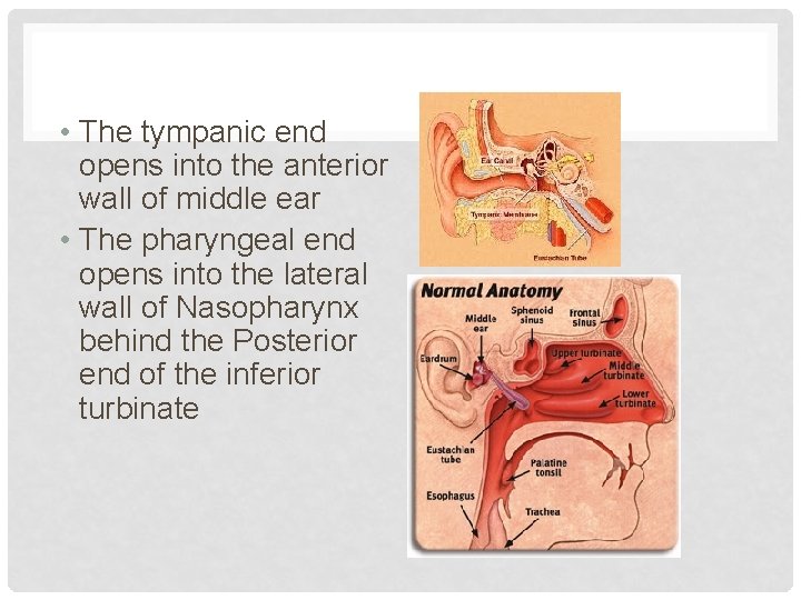 • The tympanic end opens into the anterior wall of middle ear •