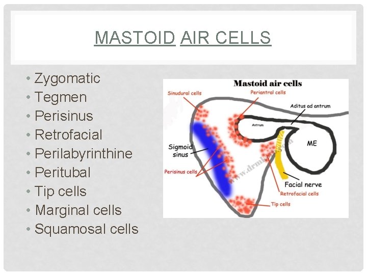 MASTOID AIR CELLS • Zygomatic • Tegmen • Perisinus • Retrofacial • Perilabyrinthine •