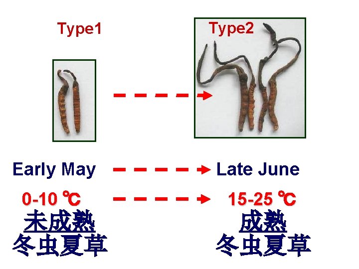 Type 1 Type 2 Early May Late June 0 -10 ℃ 15 -25 ℃