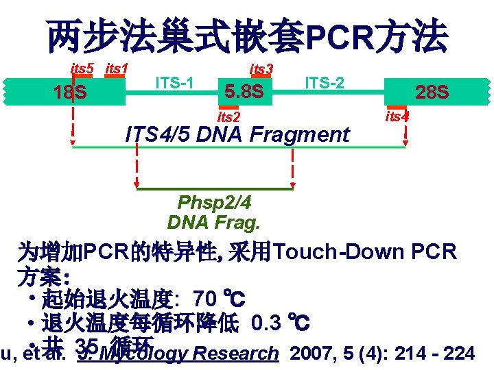 两步法巢式嵌套PCR方法 its 5 its 1 18 S ITS-1 its 3 5. 8 S its
