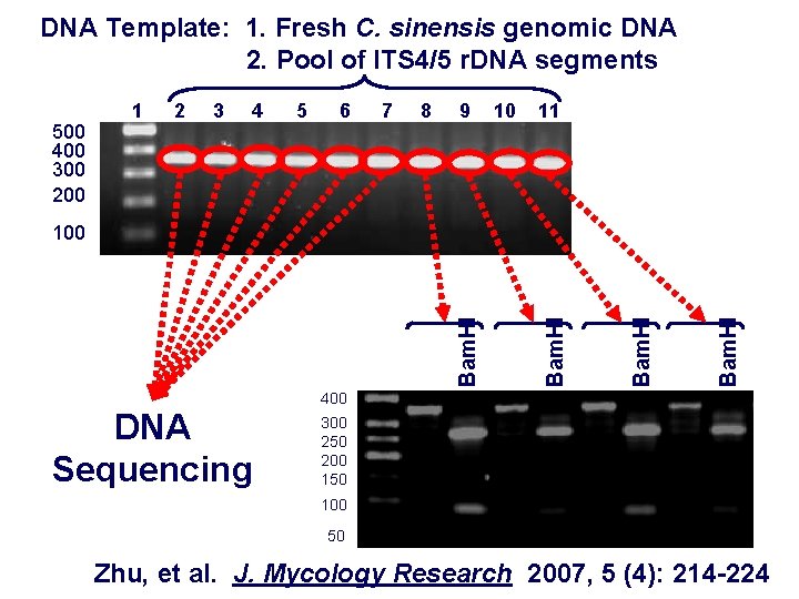 DNA Template: 1. Fresh C. sinensis genomic DNA 2. Pool of ITS 4/5 r.