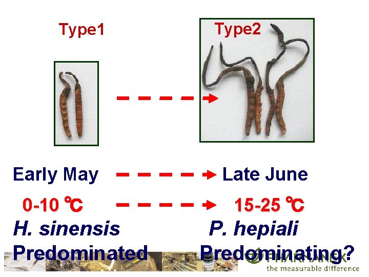 Type 1 Type 2 Early May Late June 0 -10 ℃ 15 -25 ℃