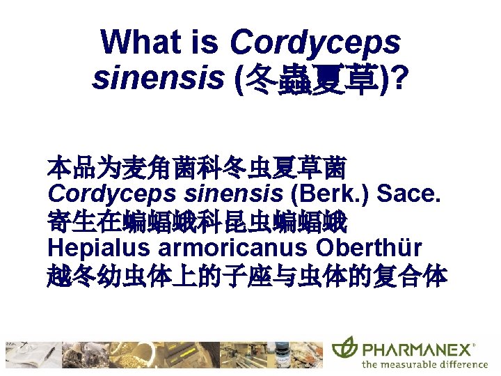 What is Cordyceps sinensis (冬蟲夏草)? 本品为麦角菌科冬虫夏草菌 Cordyceps sinensis (Berk. ) Sace. 寄生在蝙蝠蛾科昆虫蝙蝠蛾 Hepialus armoricanus