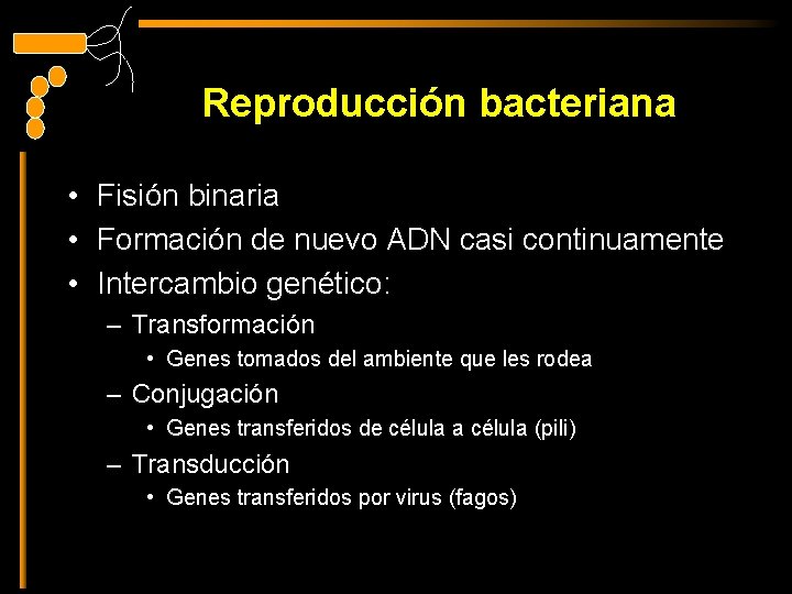 Reproducción bacteriana • Fisión binaria • Formación de nuevo ADN casi continuamente • Intercambio