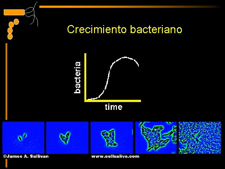 Crecimiento bacteriano 