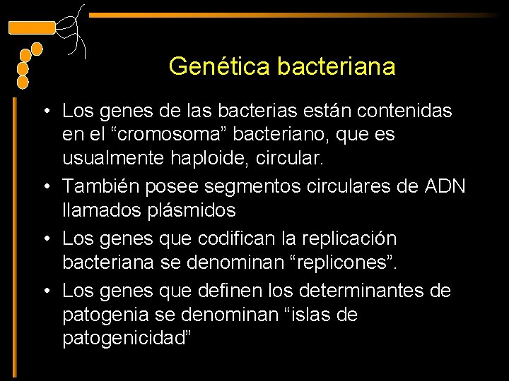Genética bacteriana • Los genes de las bacterias están contenidas en el “cromosoma” bacteriano,