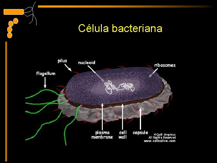 Célula bacteriana 