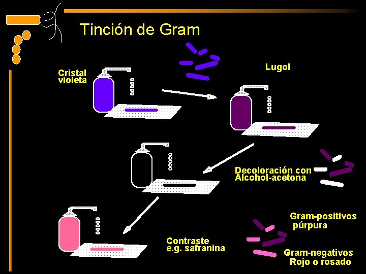 Tinción de Gram Lugol Cristal violeta Decoloración con Alcohol-acetona Gram-positivos púrpura Contraste e. g.