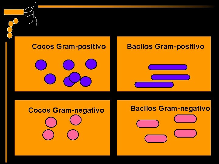Cocos Gram-positivo Cocos Gram-negativo Bacilos Gram-positivo Bacilos Gram-negativo 