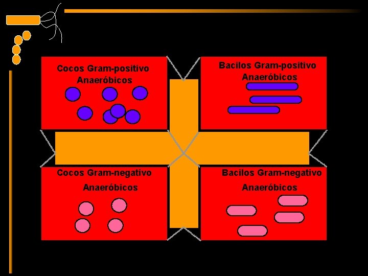 Cocos Gram-positivo Anaeróbicos Bacilos Gram-positivo Anaeróbicos Gram-positive cocci Cocos Gram-negativo Anaeróbicos Bacilos Gram-negativo Anaeróbicos