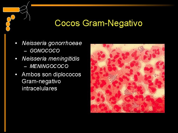 Cocos Gram-Negativo • Neisseria gonorrhoeae – GONOCOCO • Neisseria meningitidis – MENINGOCOCO • Ambos
