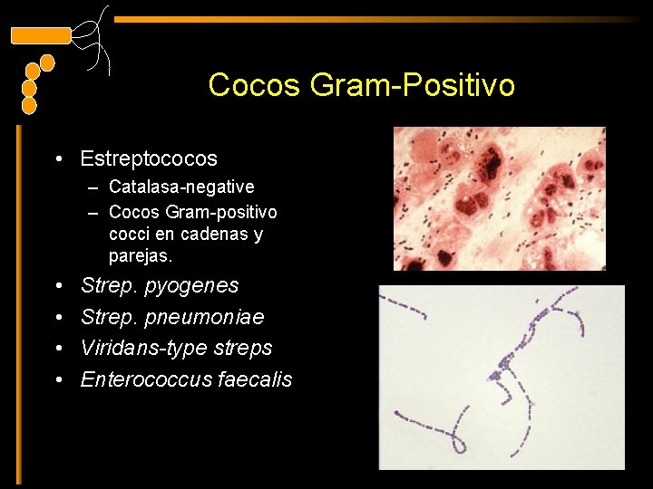Cocos Gram-Positivo • Estreptococos – Catalasa-negative – Cocos Gram-positivo cocci en cadenas y parejas.