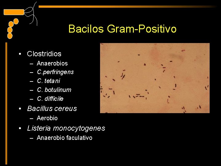 Bacilos Gram-Positivo • Clostridios – – – Anaerobios C. perfringens C. tetani C. botulinum