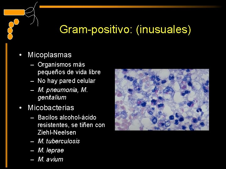 Gram-positivo: (inusuales) • Micoplasmas – Organismos más pequeños de vida libre – No hay