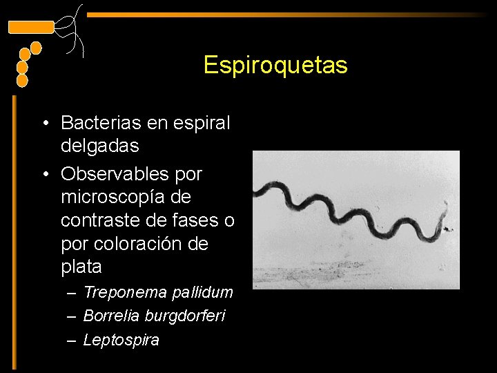 Espiroquetas • Bacterias en espiral delgadas • Observables por microscopía de contraste de fases