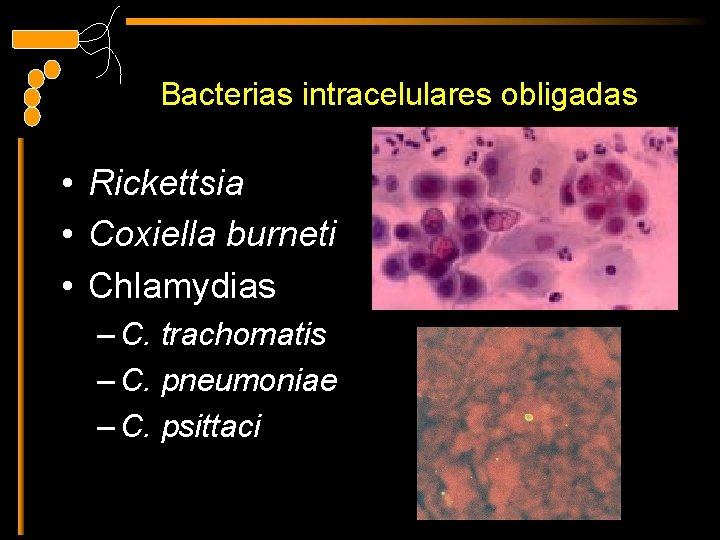 Bacterias intracelulares obligadas • Rickettsia • Coxiella burneti • Chlamydias – C. trachomatis –