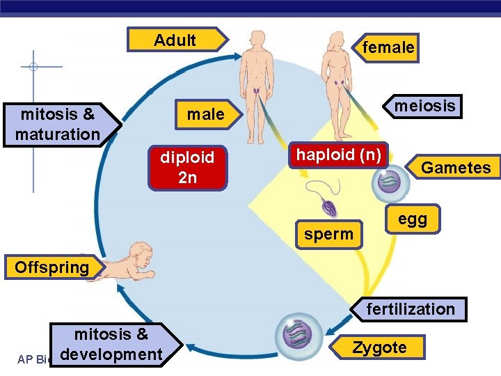 Adult female meiosis male mitosis & maturation diploid 2 n haploid (n) sperm Gametes