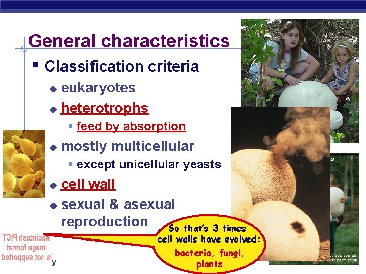 General characteristics § Classification criteria eukaryotes u heterotrophs u § feed by absorption u
