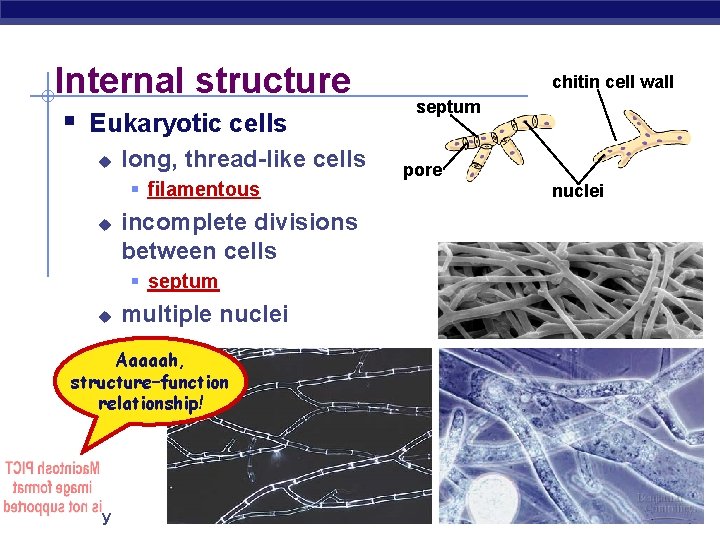 Internal structure § Eukaryotic cells u long, thread-like cells § filamentous u incomplete divisions