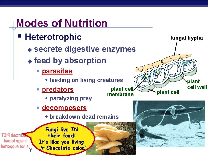 Modes of Nutrition § Heterotrophic fungal hypha secrete digestive enzymes u feed by absorption