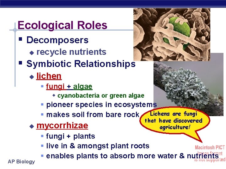 Ecological Roles § Decomposers u recycle nutrients § Symbiotic Relationships u lichen § fungi