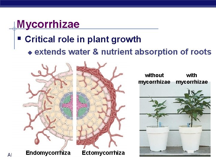 Mycorrhizae § Critical role in plant growth u extends water & nutrient absorption of