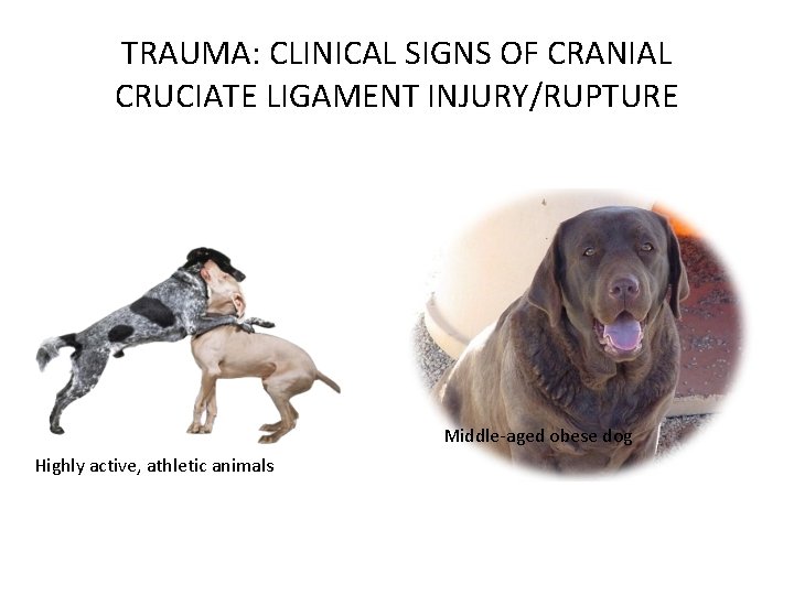 TRAUMA: CLINICAL SIGNS OF CRANIAL CRUCIATE LIGAMENT INJURY/RUPTURE Middle-aged obese dog Highly active, athletic