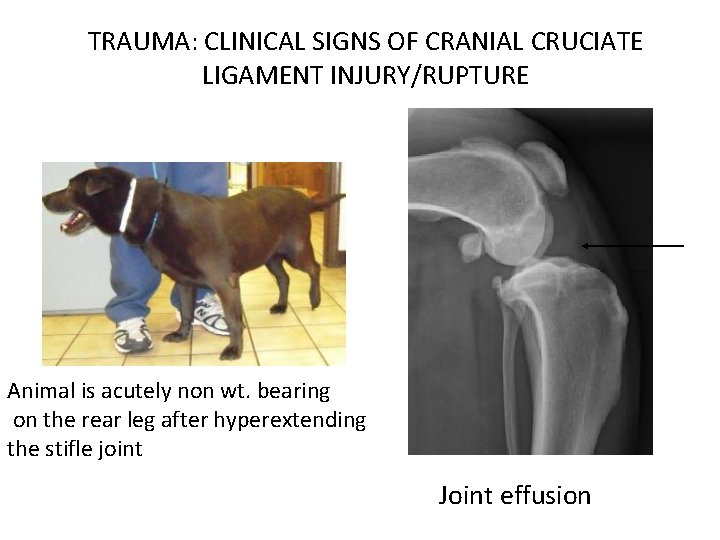 TRAUMA: CLINICAL SIGNS OF CRANIAL CRUCIATE LIGAMENT INJURY/RUPTURE Animal is acutely non wt. bearing