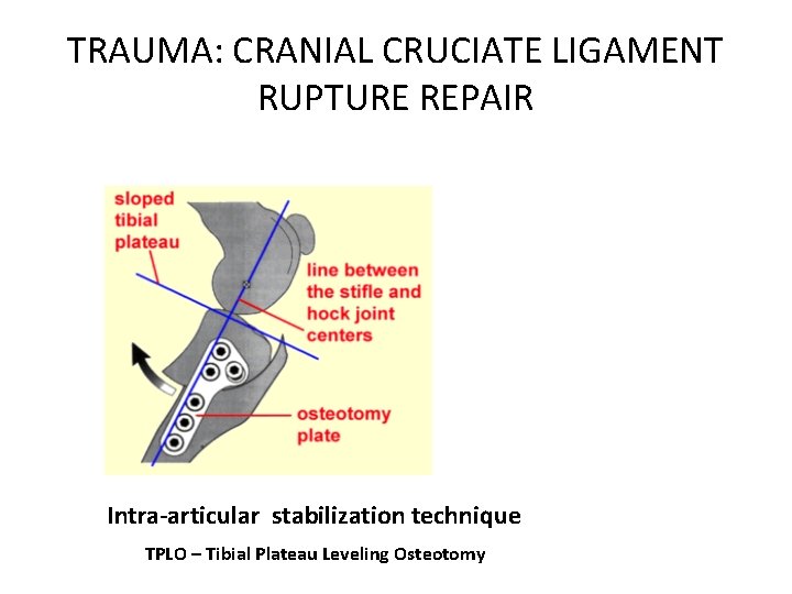 TRAUMA: CRANIAL CRUCIATE LIGAMENT RUPTURE REPAIR Intra-articular stabilization technique TPLO – Tibial Plateau Leveling