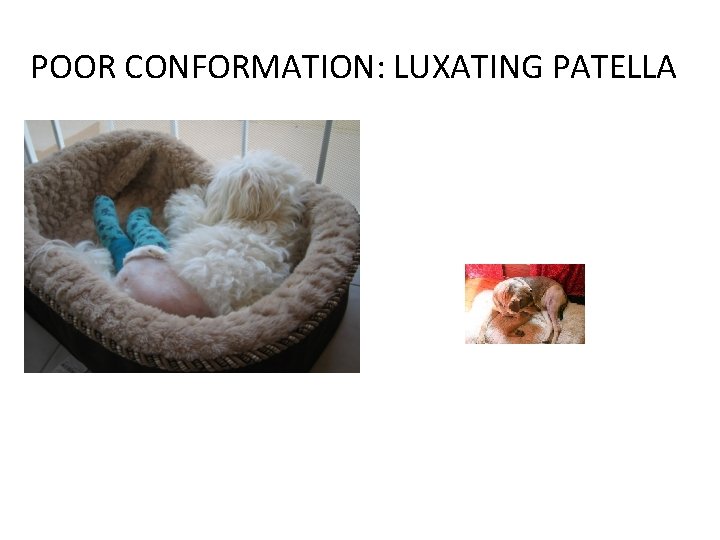 POOR CONFORMATION: LUXATING PATELLA 