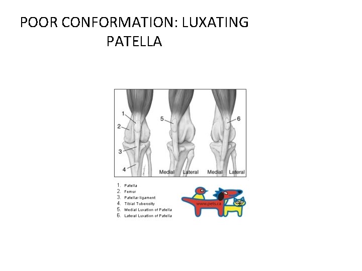 POOR CONFORMATION: LUXATING PATELLA 