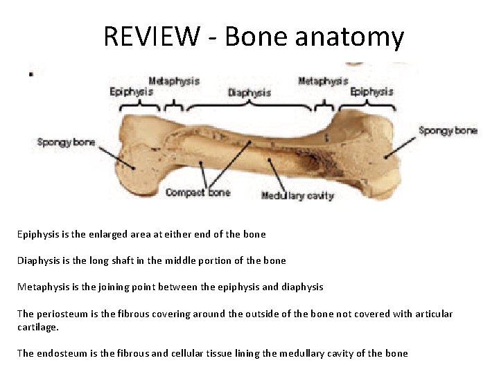 REVIEW - Bone anatomy Epiphysis is the enlarged area at either end of the