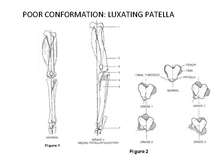 POOR CONFORMATION: LUXATING PATELLA 