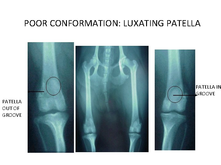 POOR CONFORMATION: LUXATING PATELLA IN GROOVE PATELLA OUT OF GROOVE 