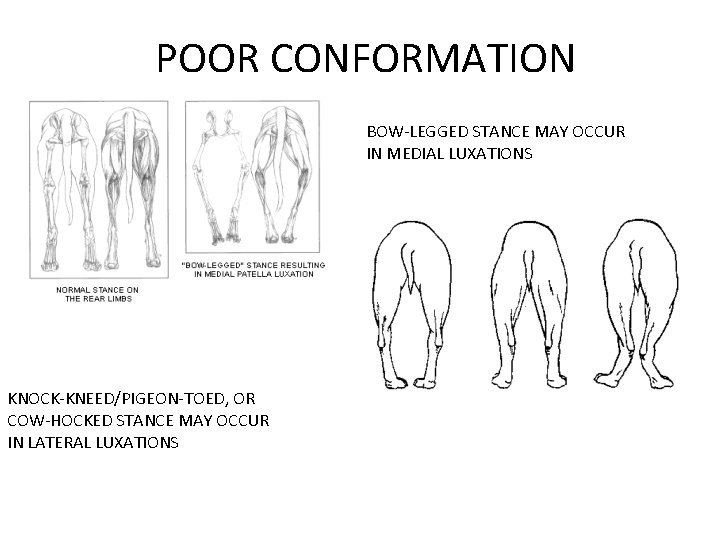 POOR CONFORMATION BOW-LEGGED STANCE MAY OCCUR IN MEDIAL LUXATIONS KNOCK-KNEED/PIGEON-TOED, OR COW-HOCKED STANCE MAY