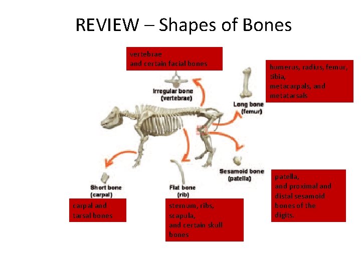 REVIEW – Shapes of Bones vertebrae and certain facial bones carpal and tarsal bones