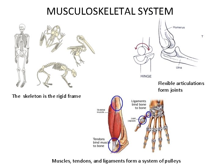MUSCULOSKELETAL SYSTEM The skeleton is the rigid frame Flexible articulations form joints Muscles, tendons,