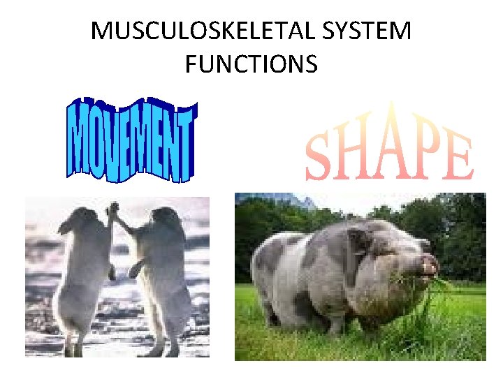 MUSCULOSKELETAL SYSTEM FUNCTIONS 