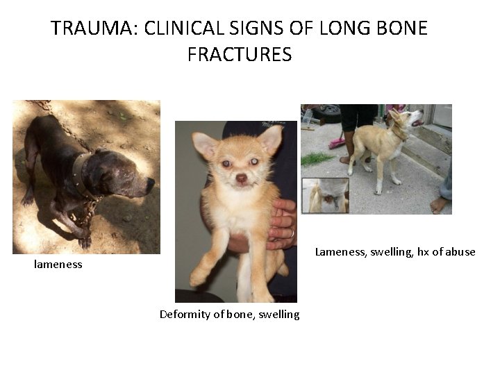 TRAUMA: CLINICAL SIGNS OF LONG BONE FRACTURES Lameness, swelling, hx of abuse lameness Deformity