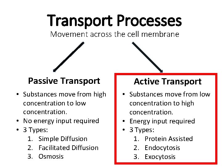 Transport Processes Movement across the cell membrane Passive Transport • Substances move from high